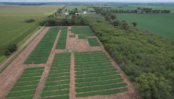 Productor y asesor, el agrónomo que da las pautas para que la soja rinda 5 toneladas por hectárea cuando apenas llega a 3,2