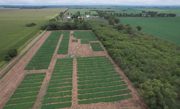 Productor y asesor, el agrónomo que da las pautas para que la soja rinda 5 toneladas por hectárea cuando apenas llega a 3,2