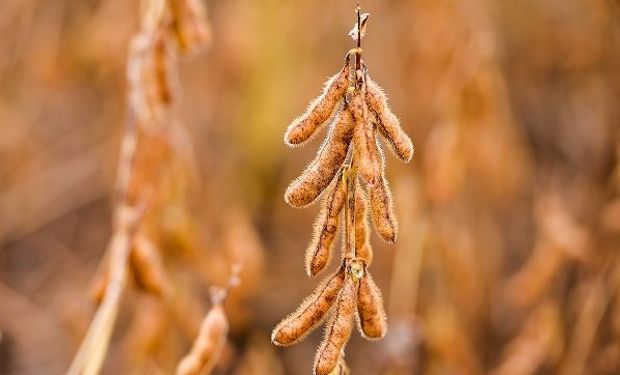 Meses de fevereiro e março serão determinantes para a produtividade do estado. (Foto - Aprosoja-PI)