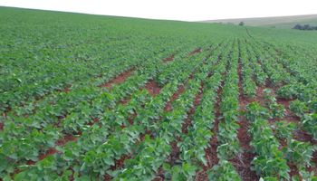 El Niño afeta a produtividade da soja na região do Cerrado