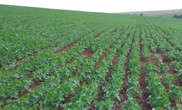 Influência do fenômeno sobre a soja foi investigada em Planaltina (DF), região de Cerrado