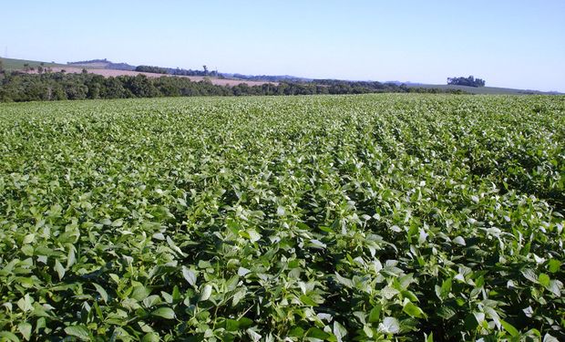 Brasil cria fertilizante que aumenta produtividade da soja