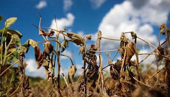 Saca de soja perde quase 20% do valor em janeiro