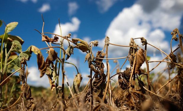 Saca de soja perde quase 20% do valor em janeiro