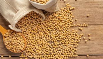 Soja: demanda imediata sustenta preços e eleva prêmios de exportação, diz Cepea