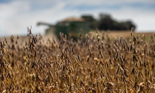 Produção de soja foi de 158,7 milhões de toneladas na safra 2022/2023. (Foto - Wenderson Araujo/Trilux)