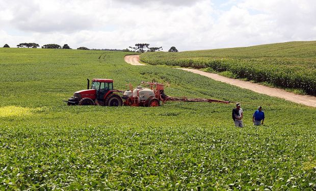 Apesar do clima, produtores estão otimistas com chances de safra recorde. (foto - AEN/PR)