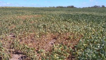 Sequía: emergencia agropecuaria en Córdoba para 11 departamentos