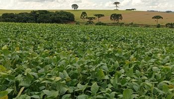 Falta de chuva reduz em 30,2% produção de soja no RS