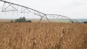 “Quebra de safra na produção de milho e soja é iminente”, diz CNA