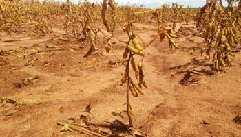 Produtores lamentam perda de milhares de hectares de soja no Centro-oeste