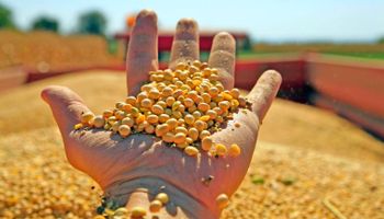 Produtor precisa 50 sacas de soja por hectare com cotação a R$ 100 para evitar prejuízo