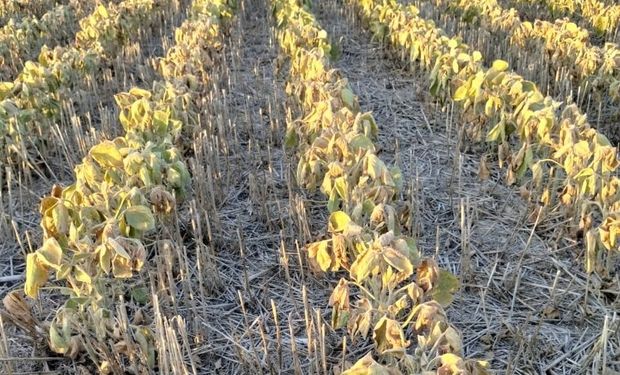 El calor, la estocada final para la soja: en Pergamino, Bragado y Gualeguaychú un 80% directamente no se cosechará