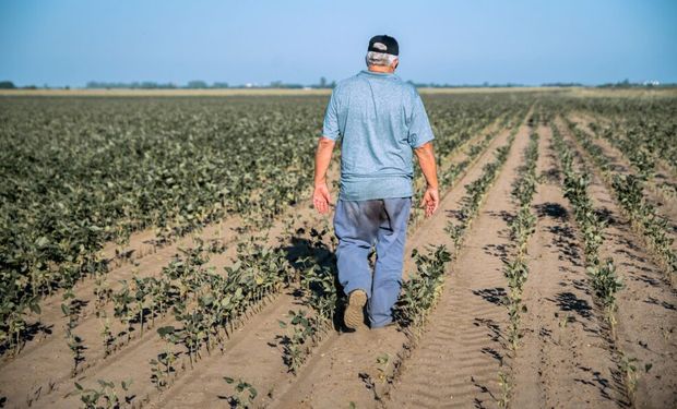 La soja en números: el balance de una campaña para el olvido y la zona que batió récord de rinde en medio de la sequía