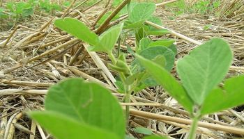 La incorporación cultivos de cobertura aumentó un 20% el rinde de la soja