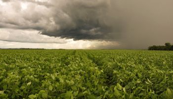 Clima impacta principais regiões produtoras de grãos, diz Conab 