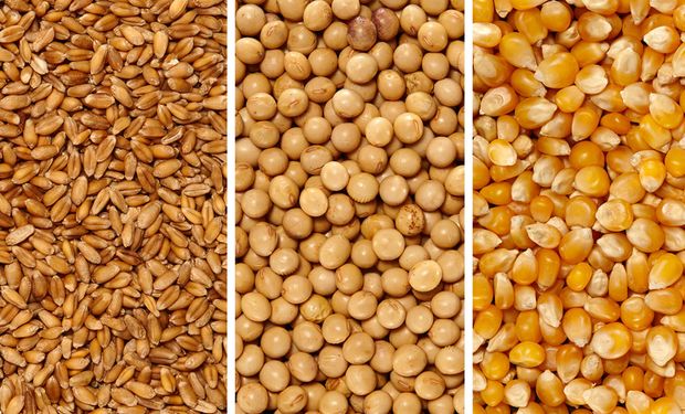 Cuánto se pagó esta semana por la soja, el trigo y el maíz en Rosario