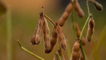 La lluvia complica a la soja: detectan rebrotes, vainas verdes en plena cosecha y crece el riesgo de pérdidas