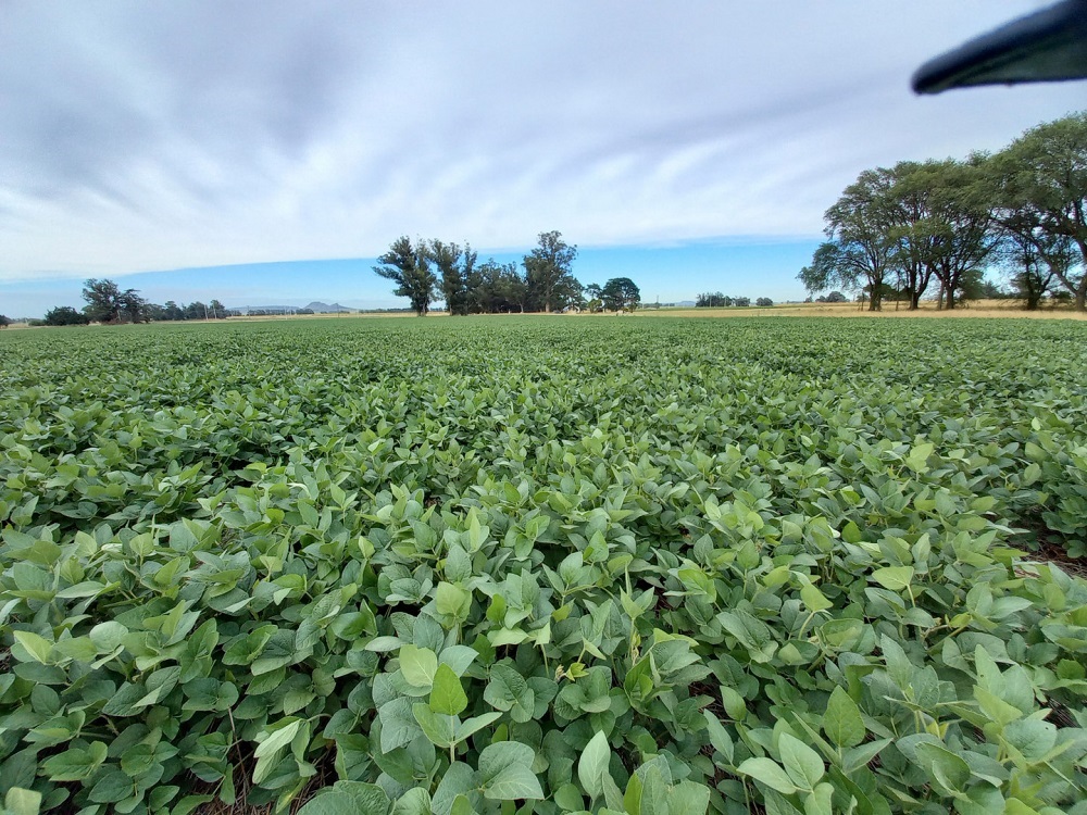 noticiaspuertosantacruz.com.ar - Imagen extraida de: https://news.agrofy.com.ar/noticia/210337/exportacion-libre-deforestacion-afip-permitira-brindar-informacion-productores