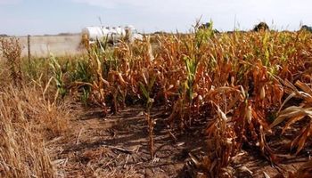 Soja y maíz: en el peor escenario, la sequía le podría costar 1,2% del PBI a la economía argentina