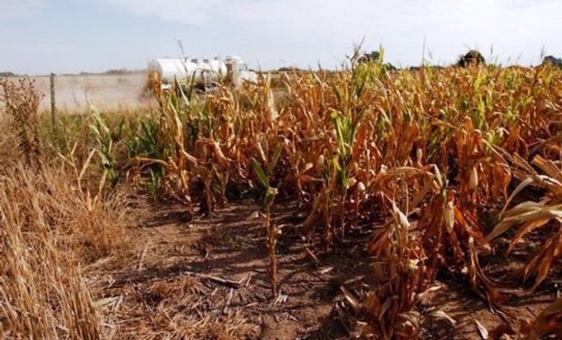 Soja y maíz: en el peor escenario, la sequía le podría costar 1,2% del PBI a la economía argentina