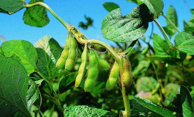 Se realizarán disertaciones sobre plagas, malezas, aplicación, novedades de productos e impacto ambiental.