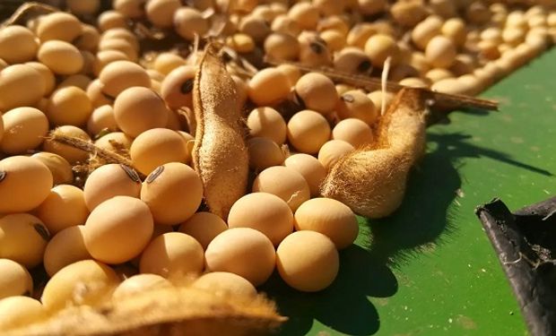 Soja y maíz tocan mínimos de 2022 ante la presión de los mercados: cuánto se pagó en Rosario