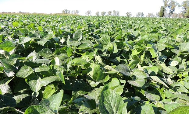 Chicago: las ganancias de la soja se sostienen por las condiciones del cultivo en Estados Unidos