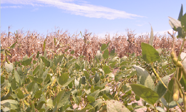 Los micronutrientes también importan para la soja y el maíz