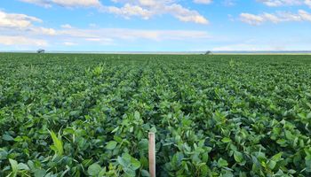 ¿Un buen momento? Con cuántas toneladas de soja se compra una hectárea de campo