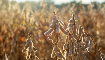 Paraguay produciría 9,3 millones de toneladas de soja
