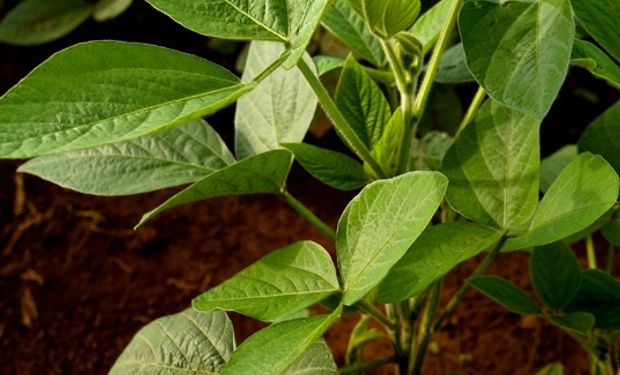 Brasil obtendría 86 millones de toneladas de soja