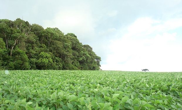 Caen los niveles de proteína en soja