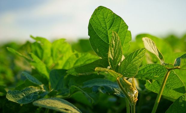 AgRural reduce pronósticos de área de siembra de soja en Brasil