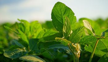 “Se cortó el financiamiento a productores”