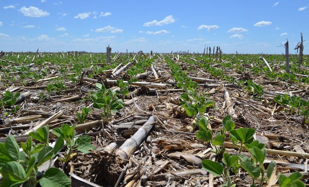 Tres expertos alertan sobre nuevas malezas resistentes y proponen estrategias integrales para el control