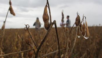Inédito: con la soja se perdería dinero