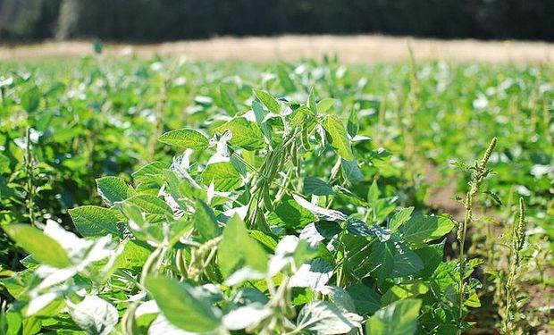 La siembra de soja se elevaría a niveles récord en EE.UU.