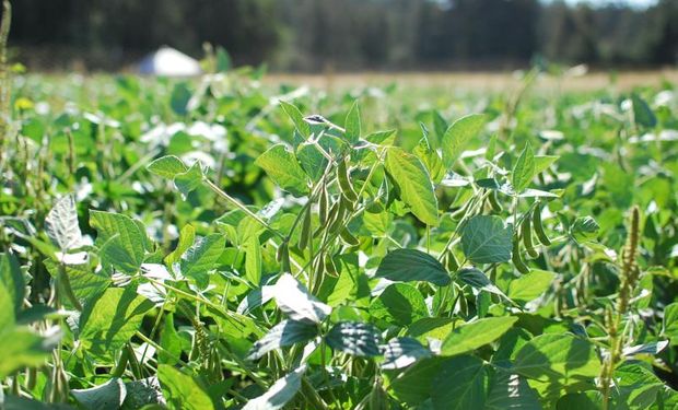 Esta semana muchos empresarios agrícolas vendieron soja nueva