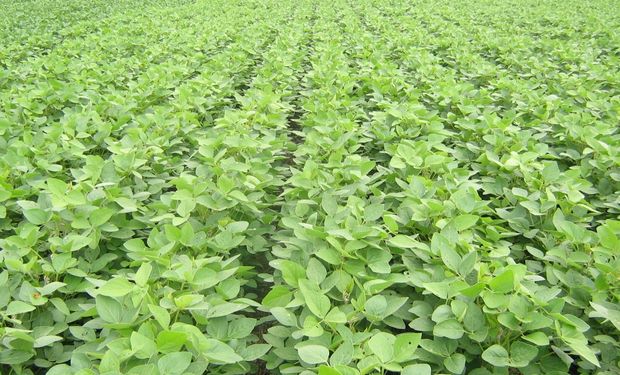 La sinergia de todas las ventajas de Stinger® Dúo Pack se traducen en una mayor expresión de rendimiento del cultivo de soja y de su rentabilidad