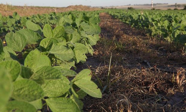 Con el uso de fertilizantes foliares se puede aumentar entre un 8 y un 12% el rendimiento