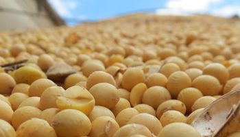Agosto marcó un nuevo récord de molienda de soja