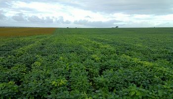 Caída de productividad en los campos brasileños