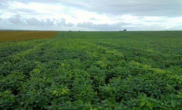Brasil: recortan cosecha de soja a 87 MM de tn