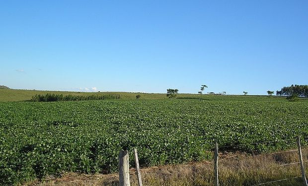 “El productor es consciente de que un solo cultivo no es bueno"