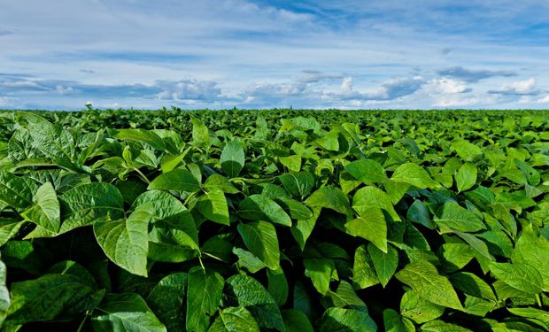 La soja ocupa 12.734.371,7 hectáreas en 124.827 parcelas.