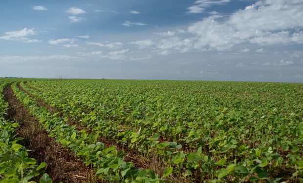 Informa baja estimación de producción de maíz y soja EEUU