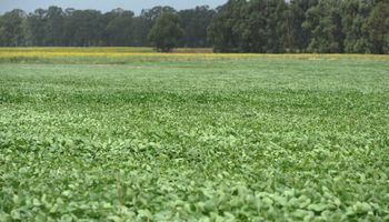 La nutrición biológica se presenta como una aliada para mejorar el potencial productivo de la soja