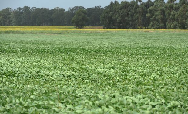 La nutrición biológica se presenta como una aliada para mejorar el potencial productivo de la soja