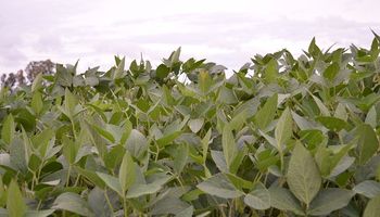 Analizan el impacto de los insectos a la soja y el girasol para optimizar la producción